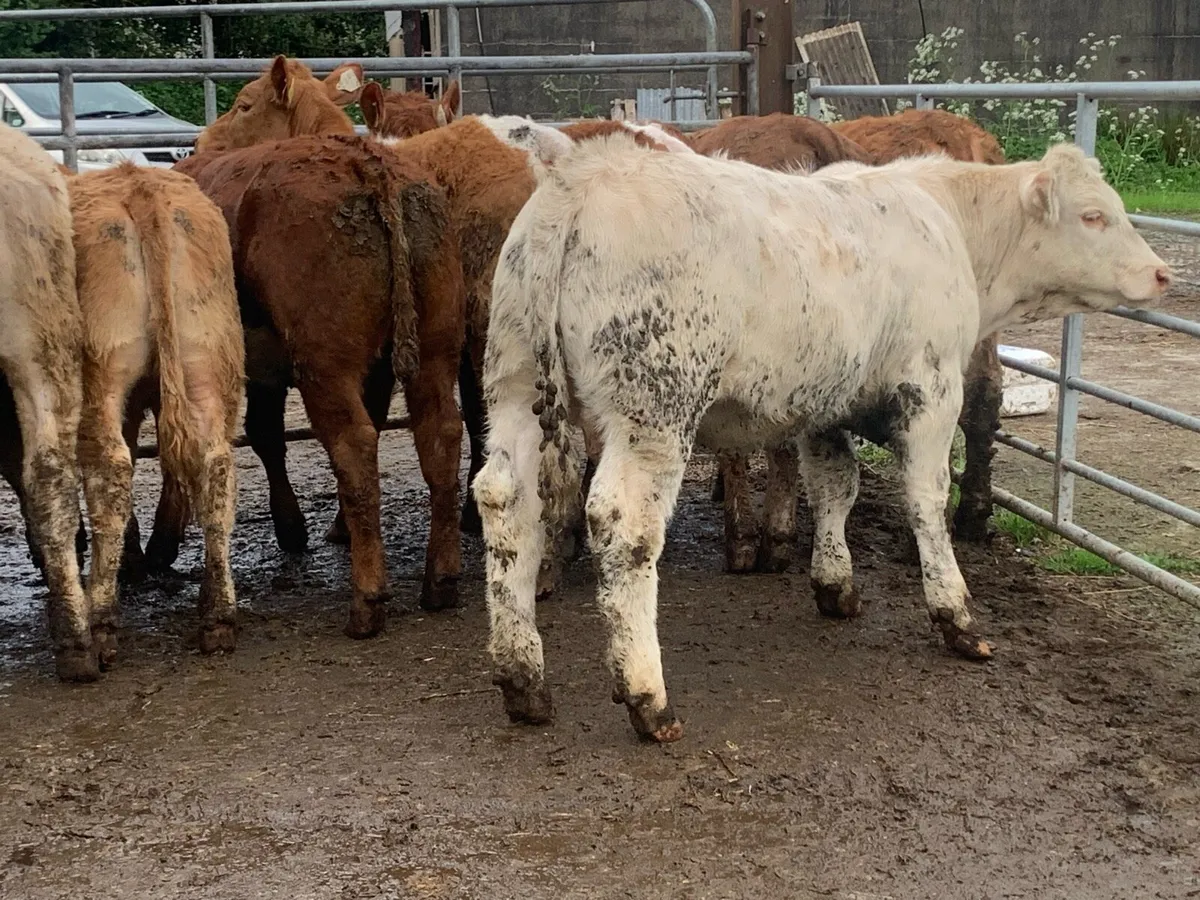 10 suckler bred heifers - Image 1