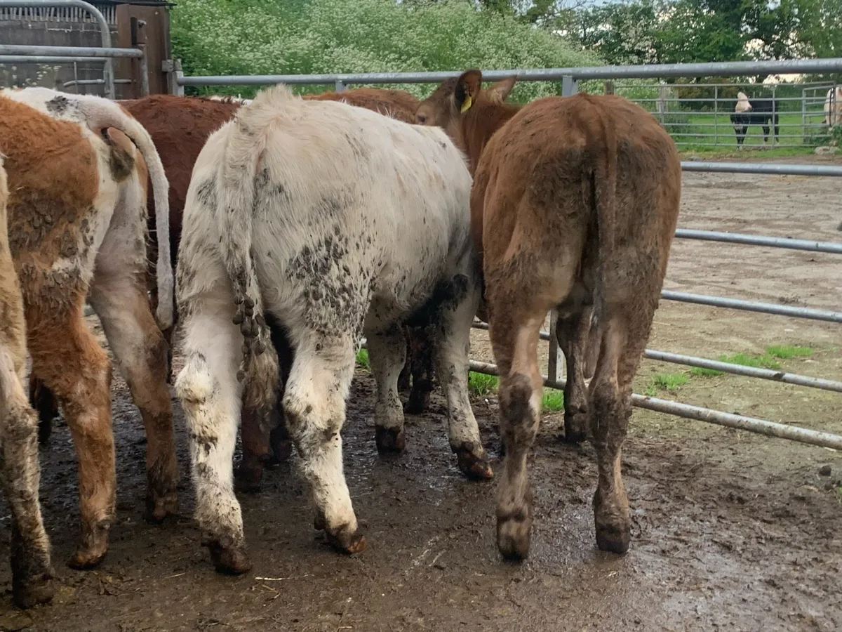 10 suckler bred heifers - Image 2