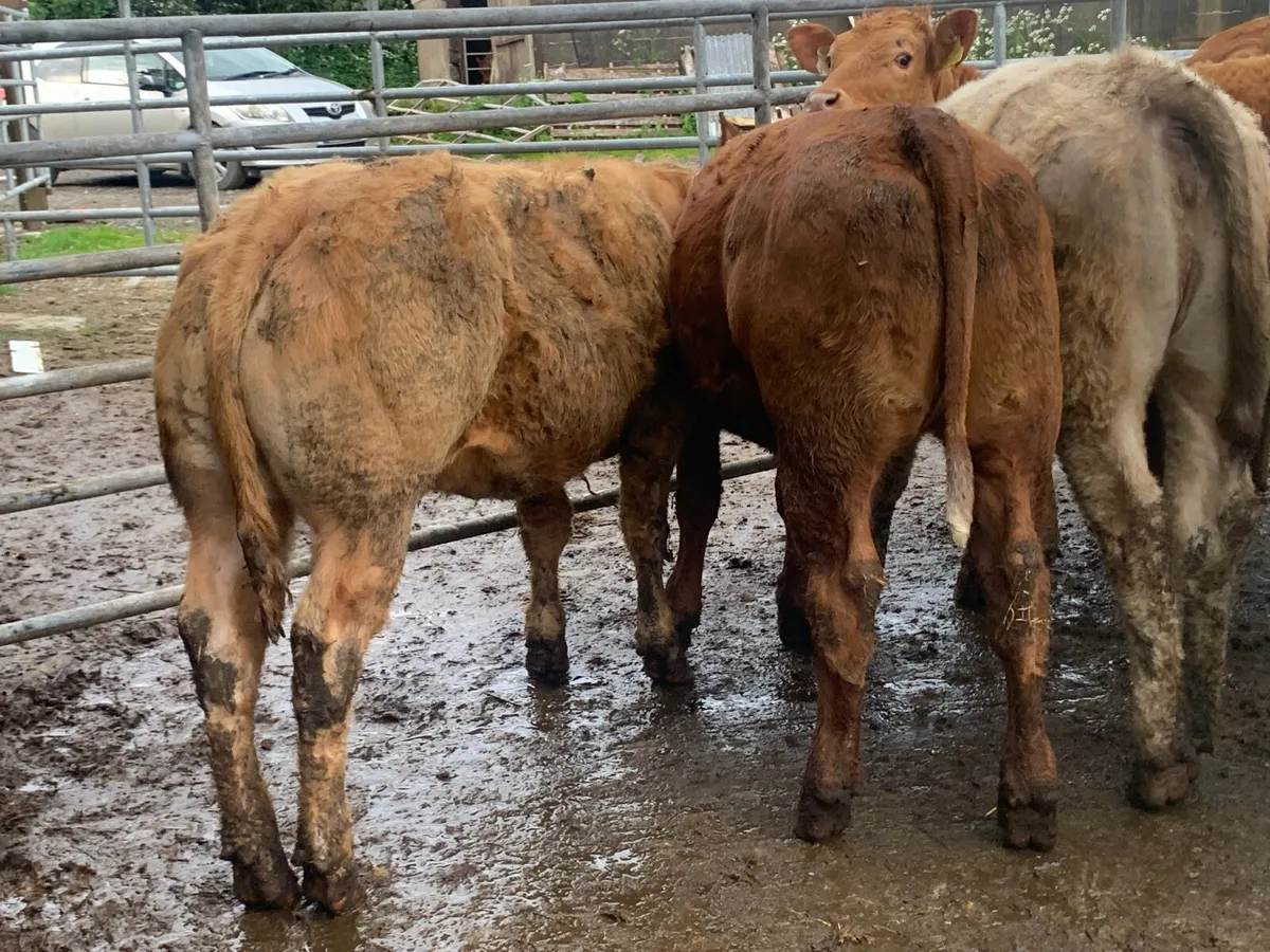 10 suckler bred heifers - Image 3