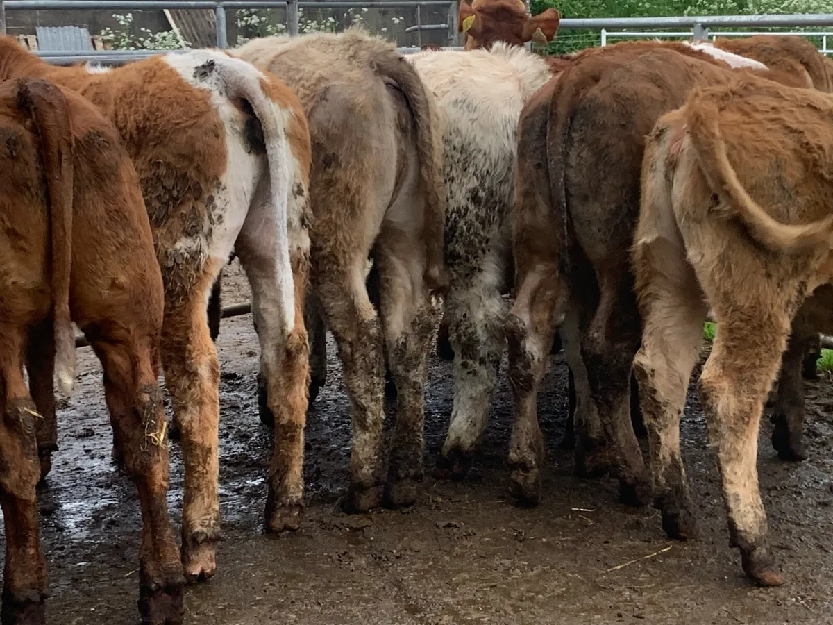 10 suckler bred heifers - Image 4
