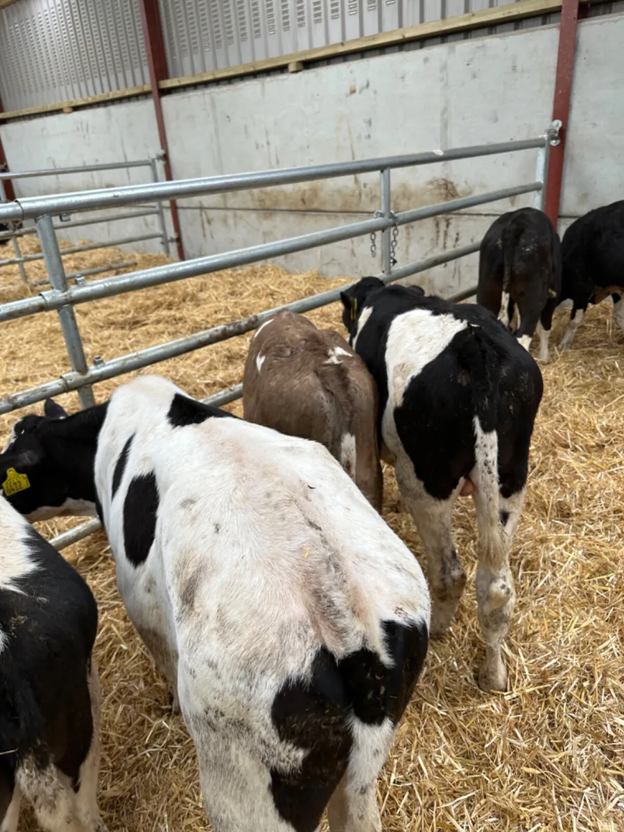 Friesian bulls - Image 1