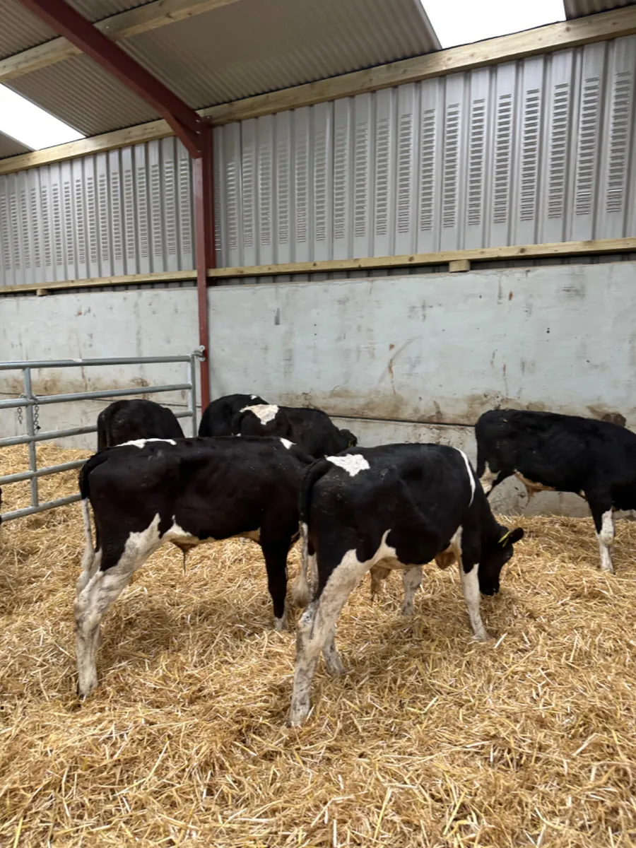 Friesian bulls - Image 2