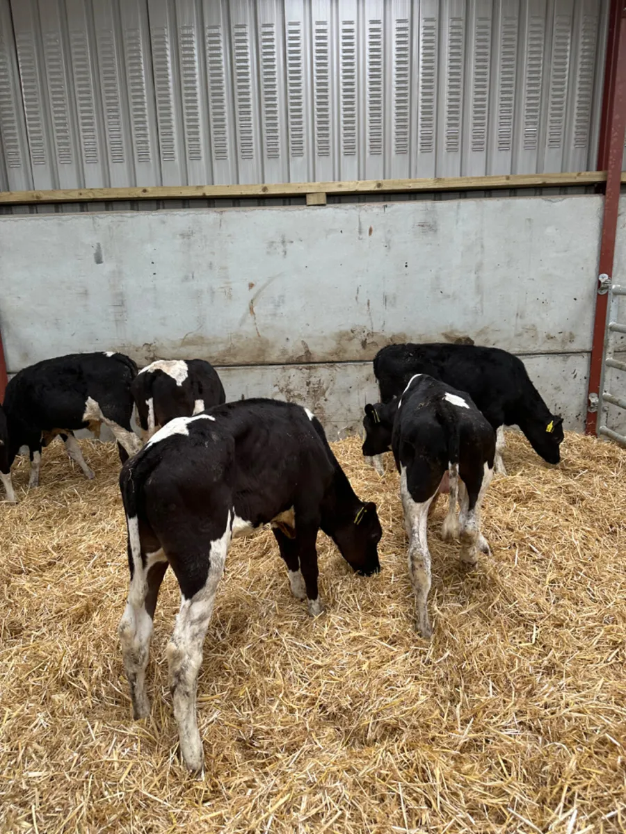 Friesian bulls - Image 4