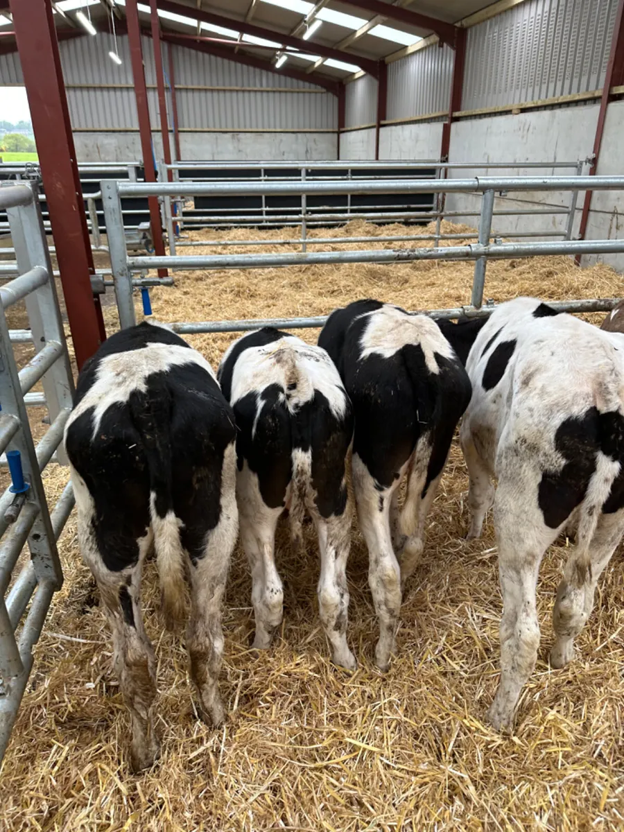 Friesian bulls - Image 3
