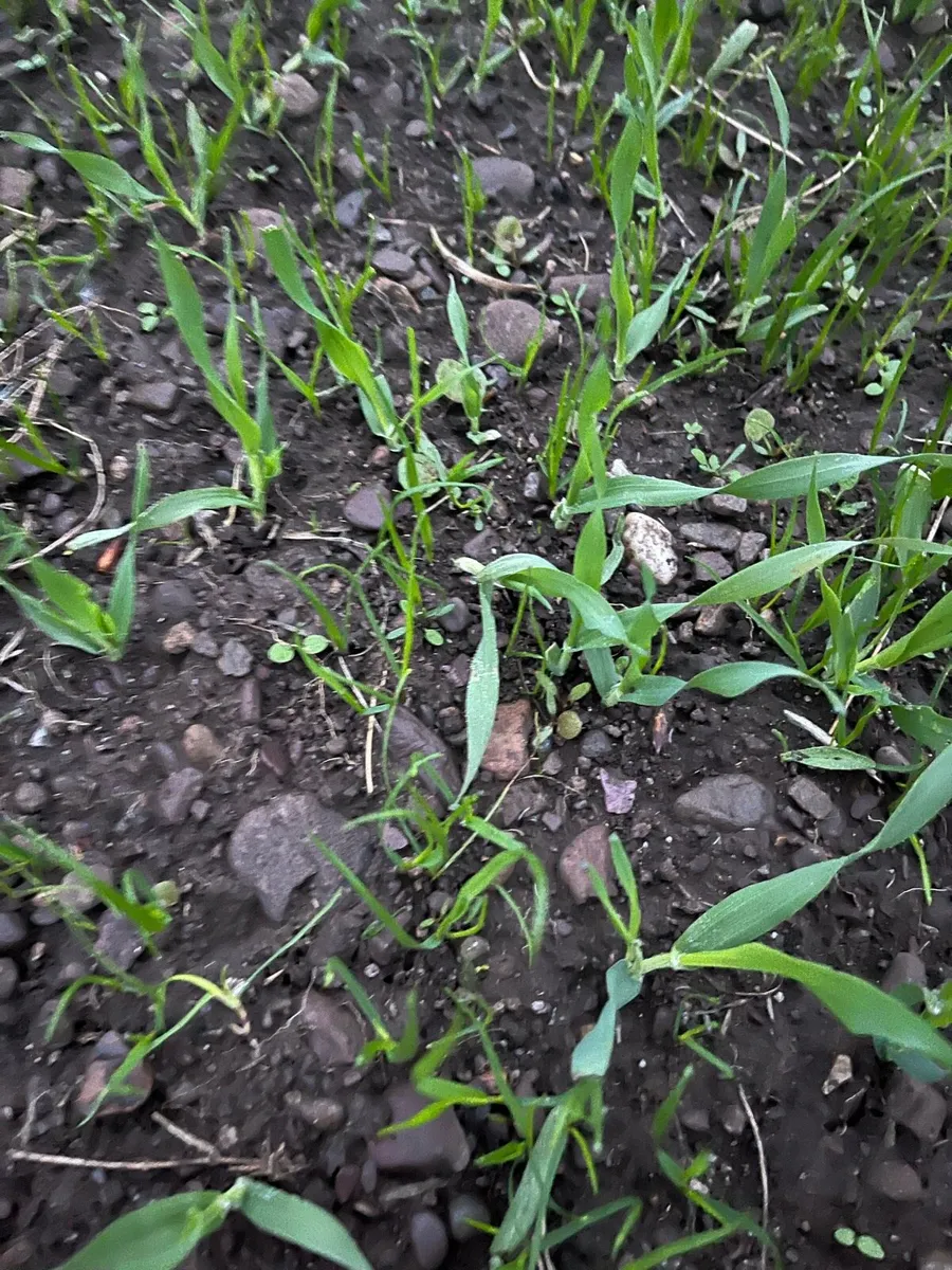 Arable silage - Image 2