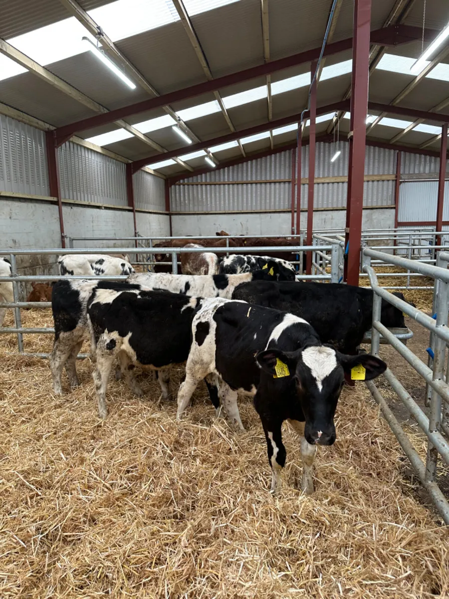 Friesian bulls - Image 2