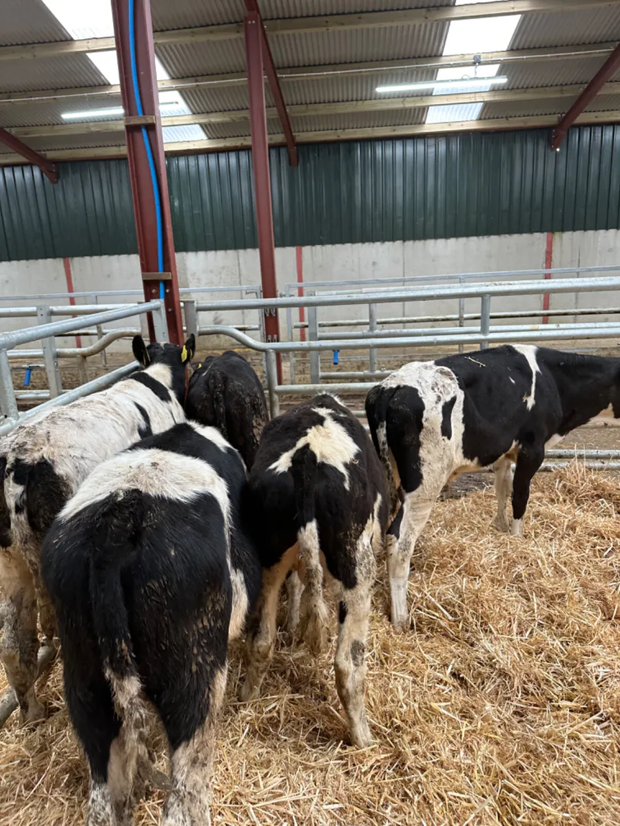 Friesian bulls - Image 1