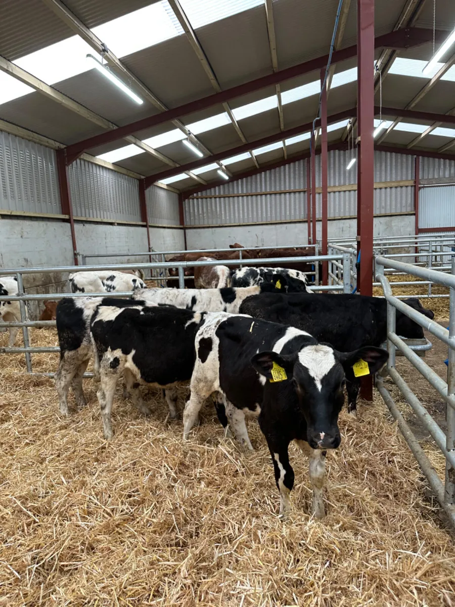 Friesian bulls - Image 4