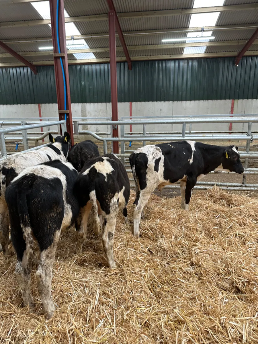 Friesian bulls - Image 3