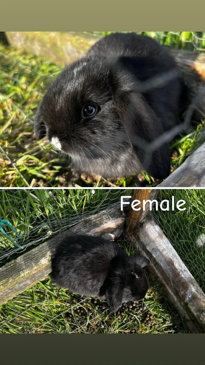 Lop eared rabbit - Image 1