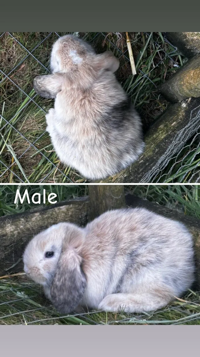 Lop eared rabbit - Image 2