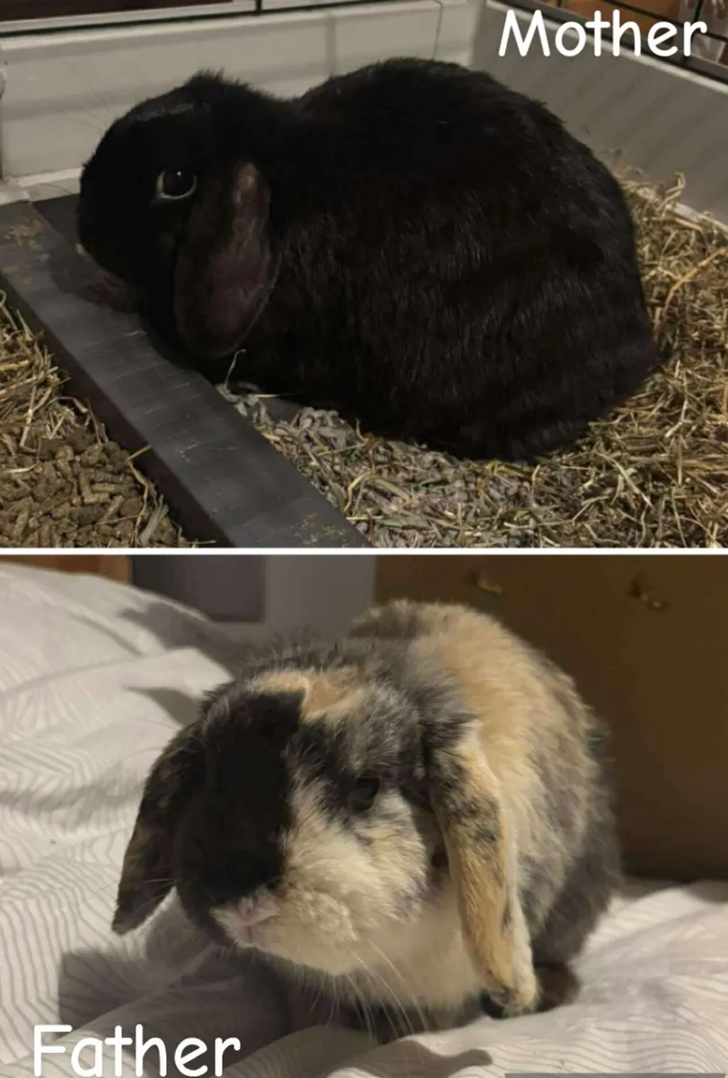 Lop eared rabbit - Image 3