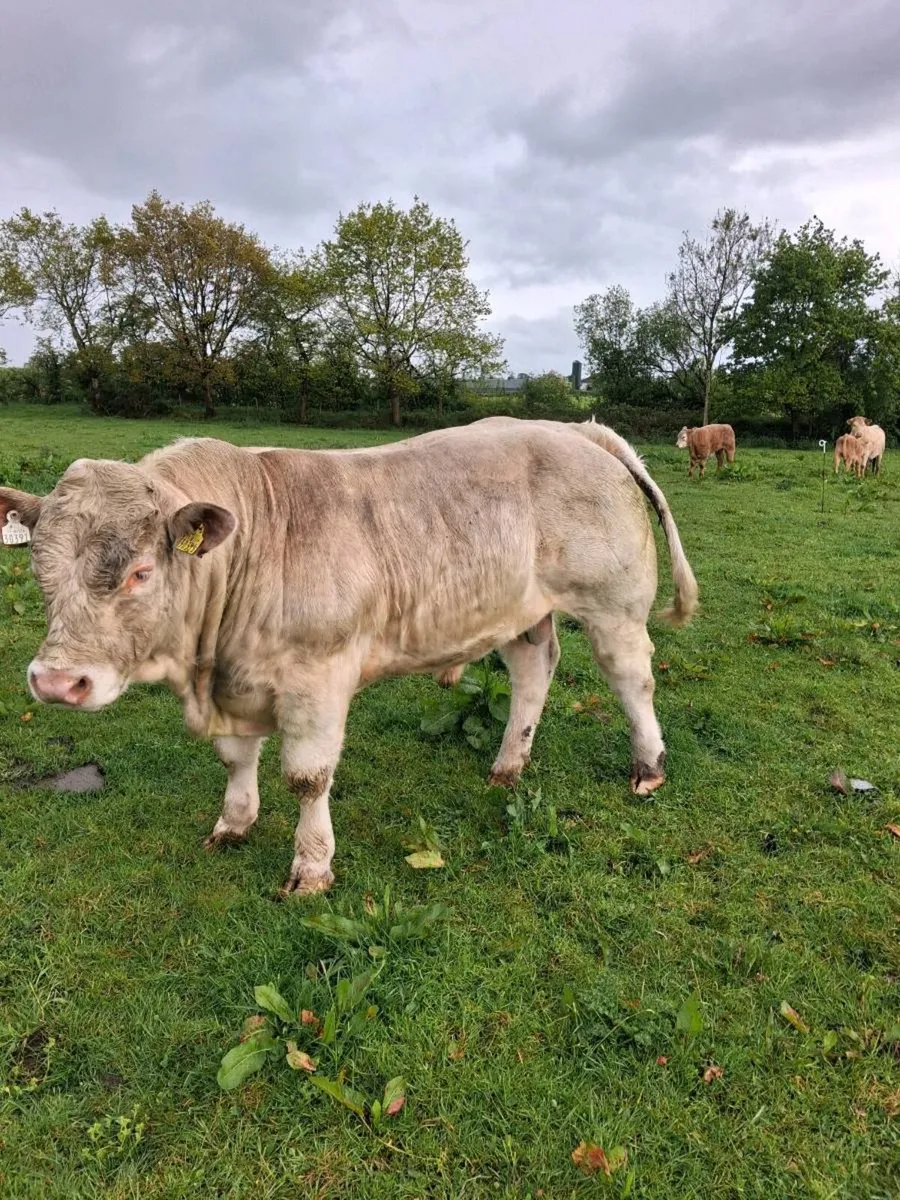 PB Charolais Bull - Image 2