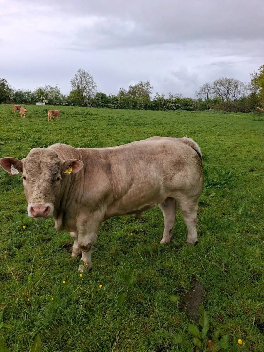 PB Charolais Bull - Image 1