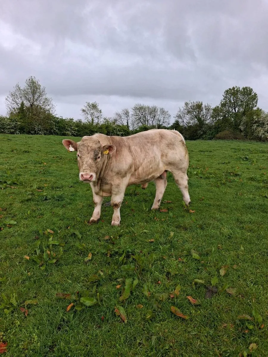 PB Charolais Bull - Image 3