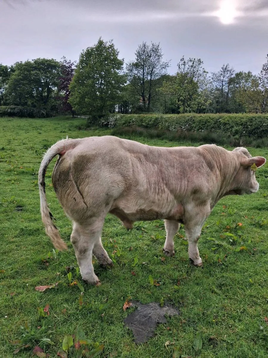 PB Charolais Bull - Image 4