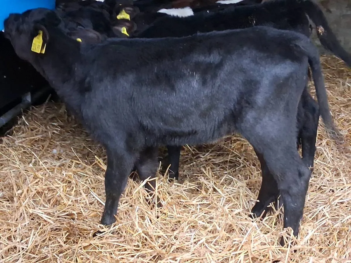 7 Angus Heifer Calves. - Image 4