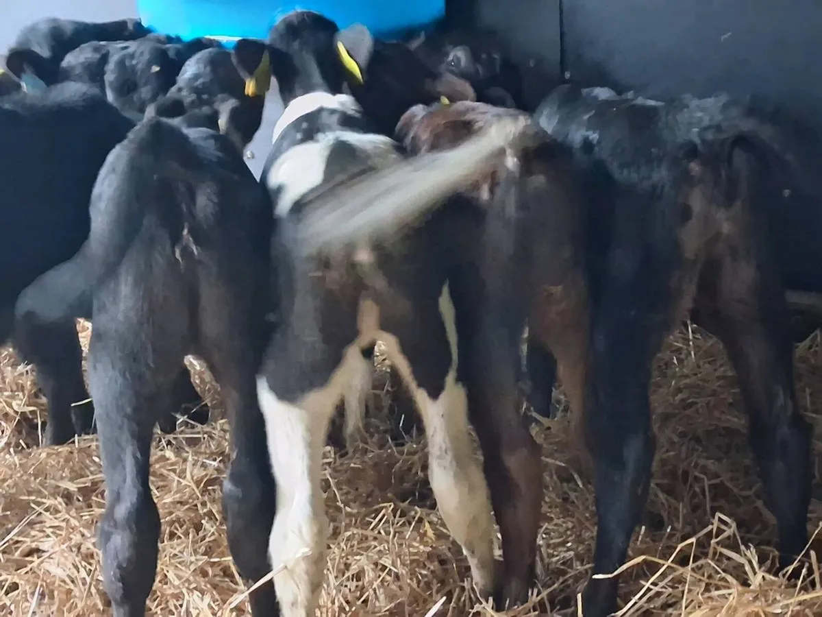 7 Angus Heifer Calves. - Image 2