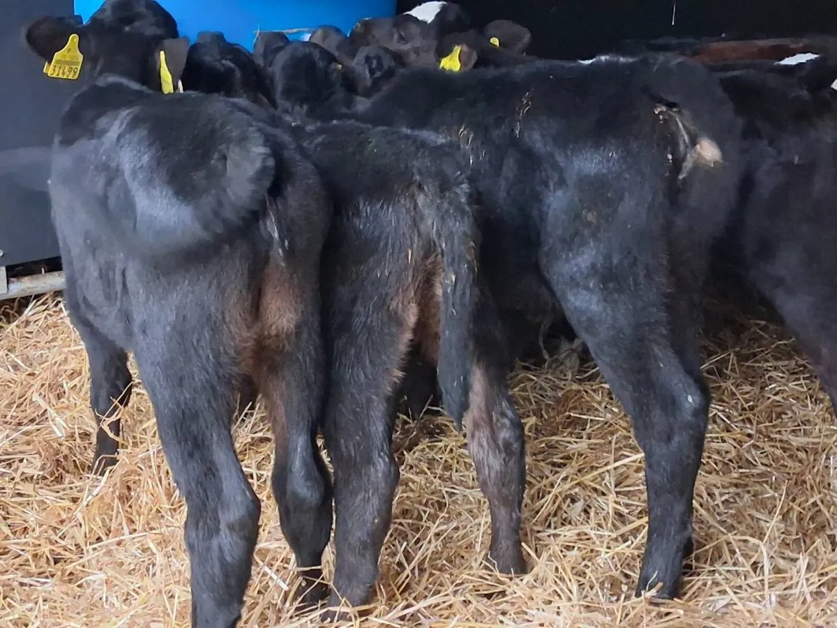 7 Angus Heifer Calves. - Image 3