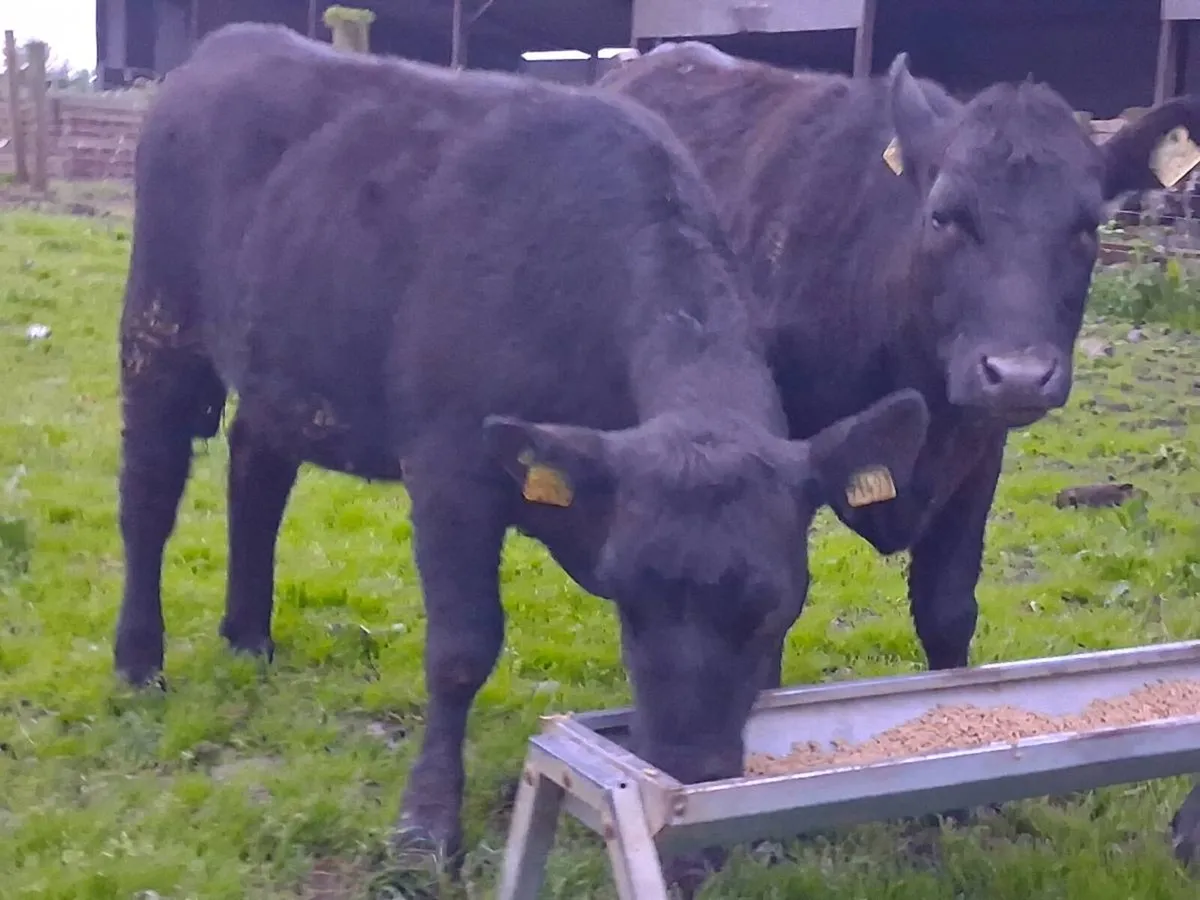 2 Suckler Bred Angus Heifers - Image 1