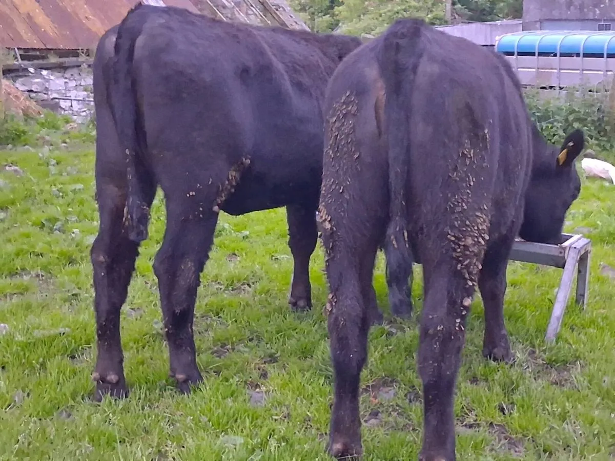 2 Suckler Bred Angus Heifers - Image 2