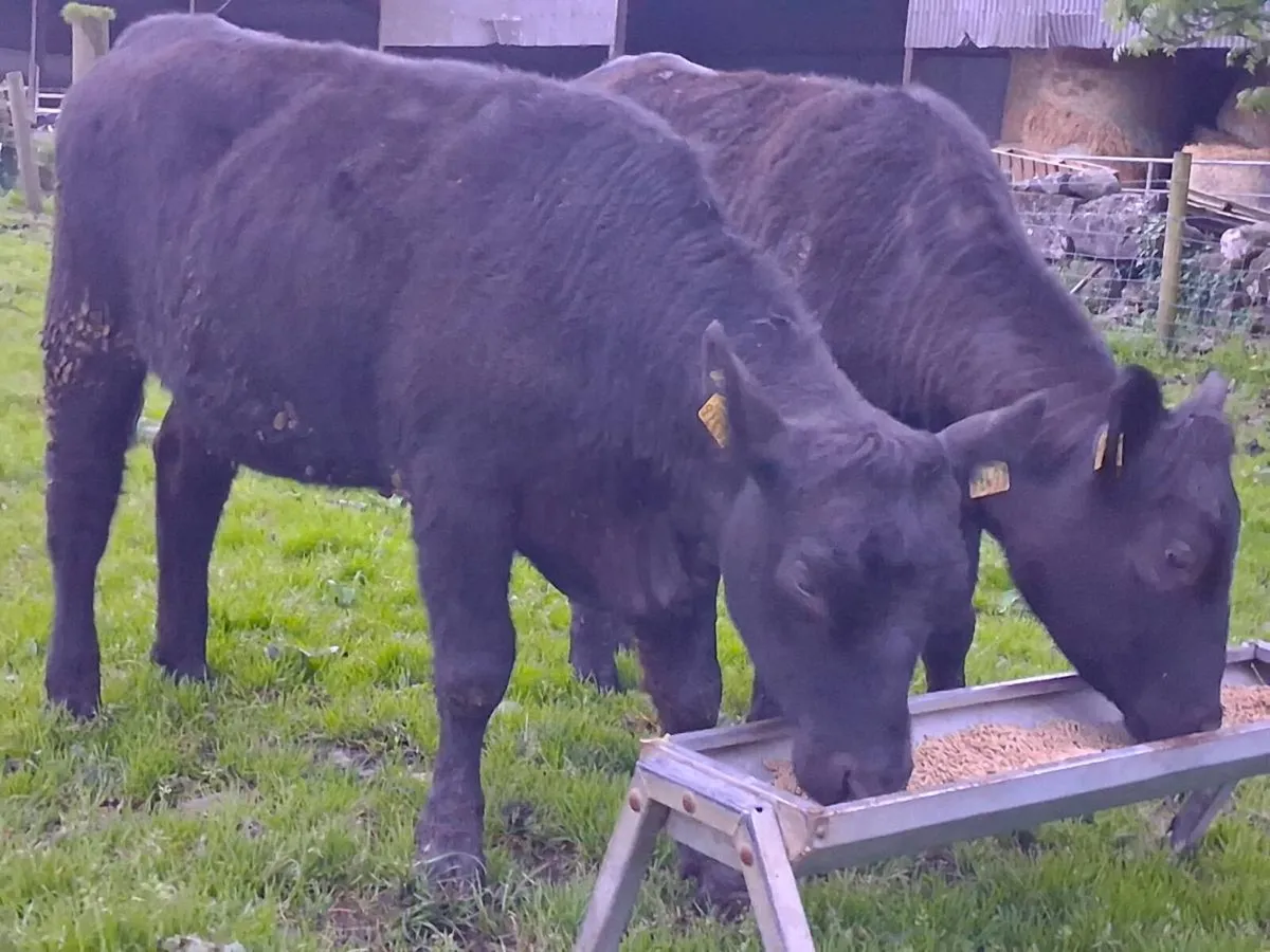 2 Suckler Bred Angus Heifers - Image 3