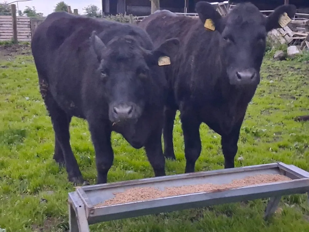 2 Suckler Bred Angus Heifers - Image 4