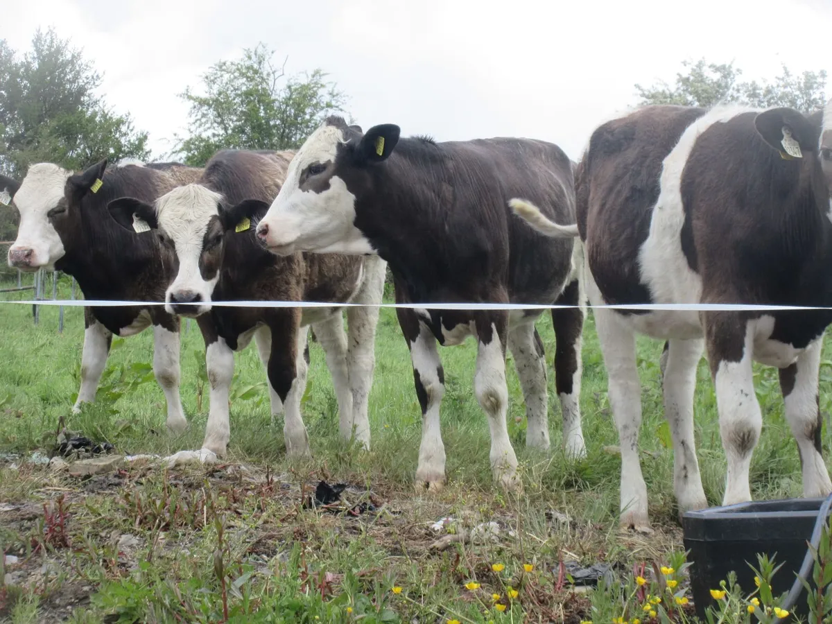 4 simmential heifers suitable for breeding - Image 2
