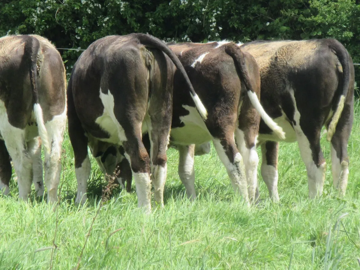 4 simmential heifers suitable for breeding - Image 3