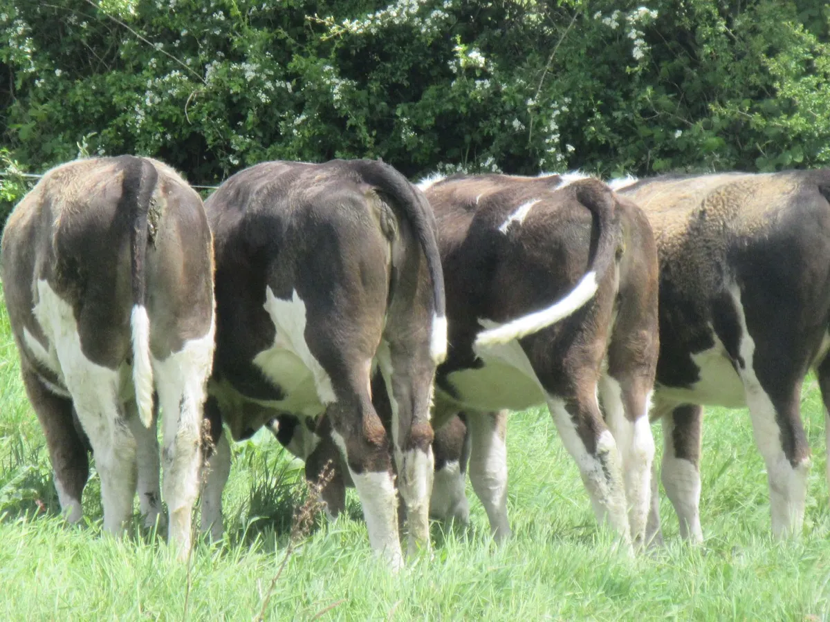 4 simmential heifers suitable for breeding - Image 4