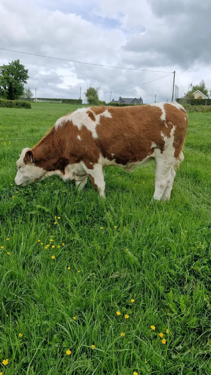 Breeding Heifer Ballybay Mart 23rd May - Image 1