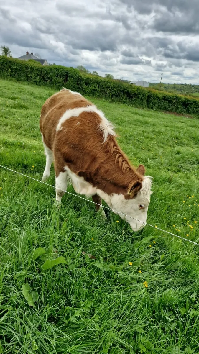 Breeding Heifer Ballybay Mart 23rd May - Image 2