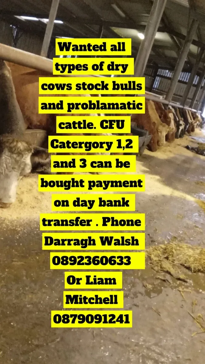 Wanted dry cows stock bulls handle CFU