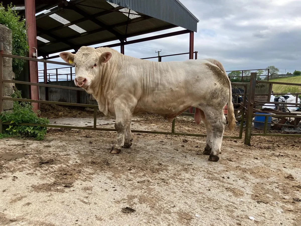 Charolais Bull - Image 2