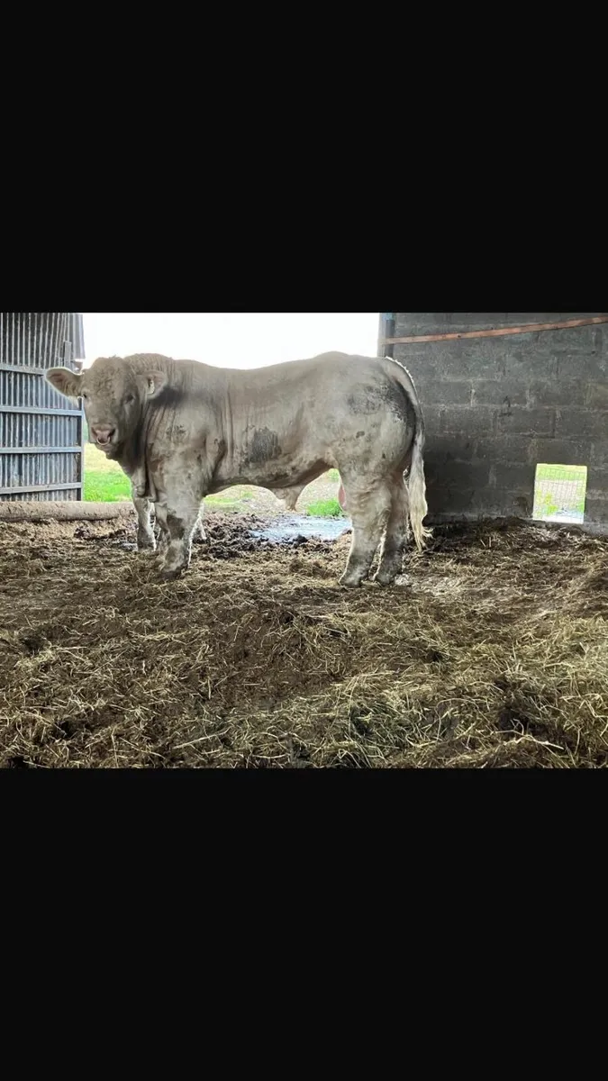 Charolais Bull - Image 3