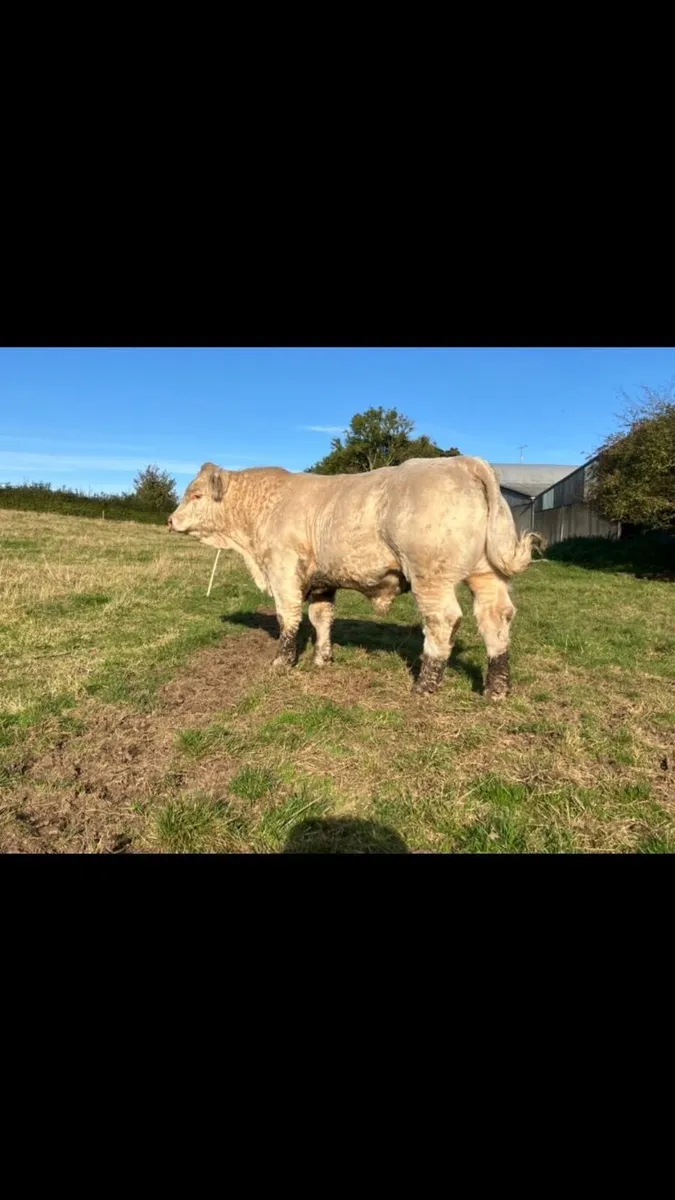 Charolais Bull - Image 4