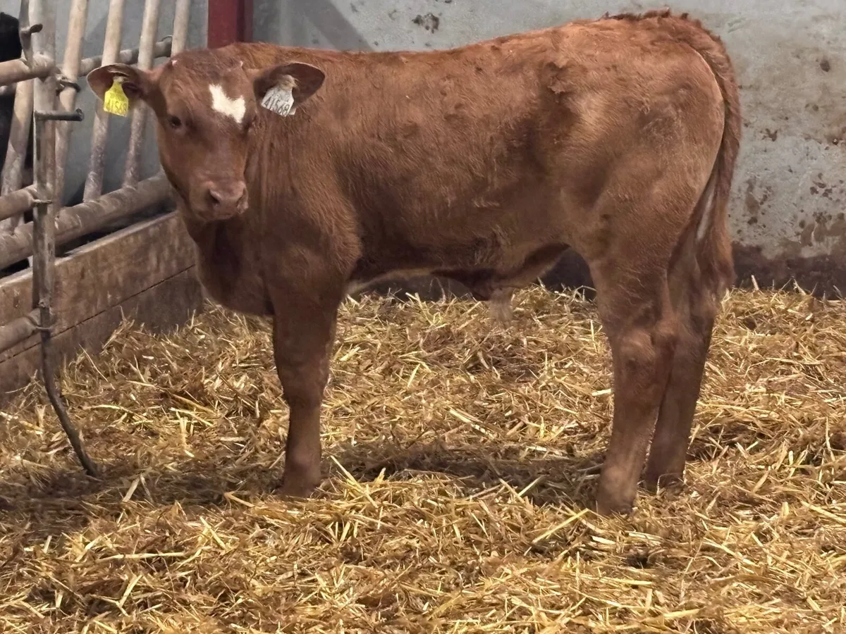 Super limision bull Weanling for sale - Image 2