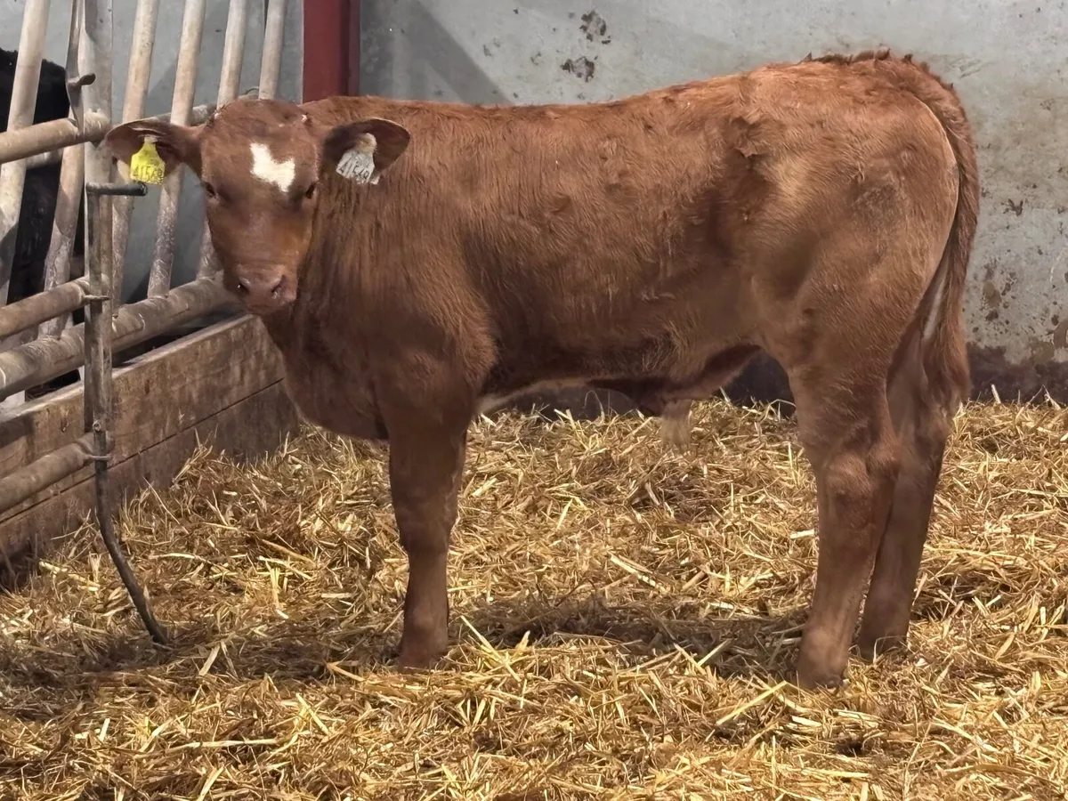 Super limision bull Weanling for sale - Image 3