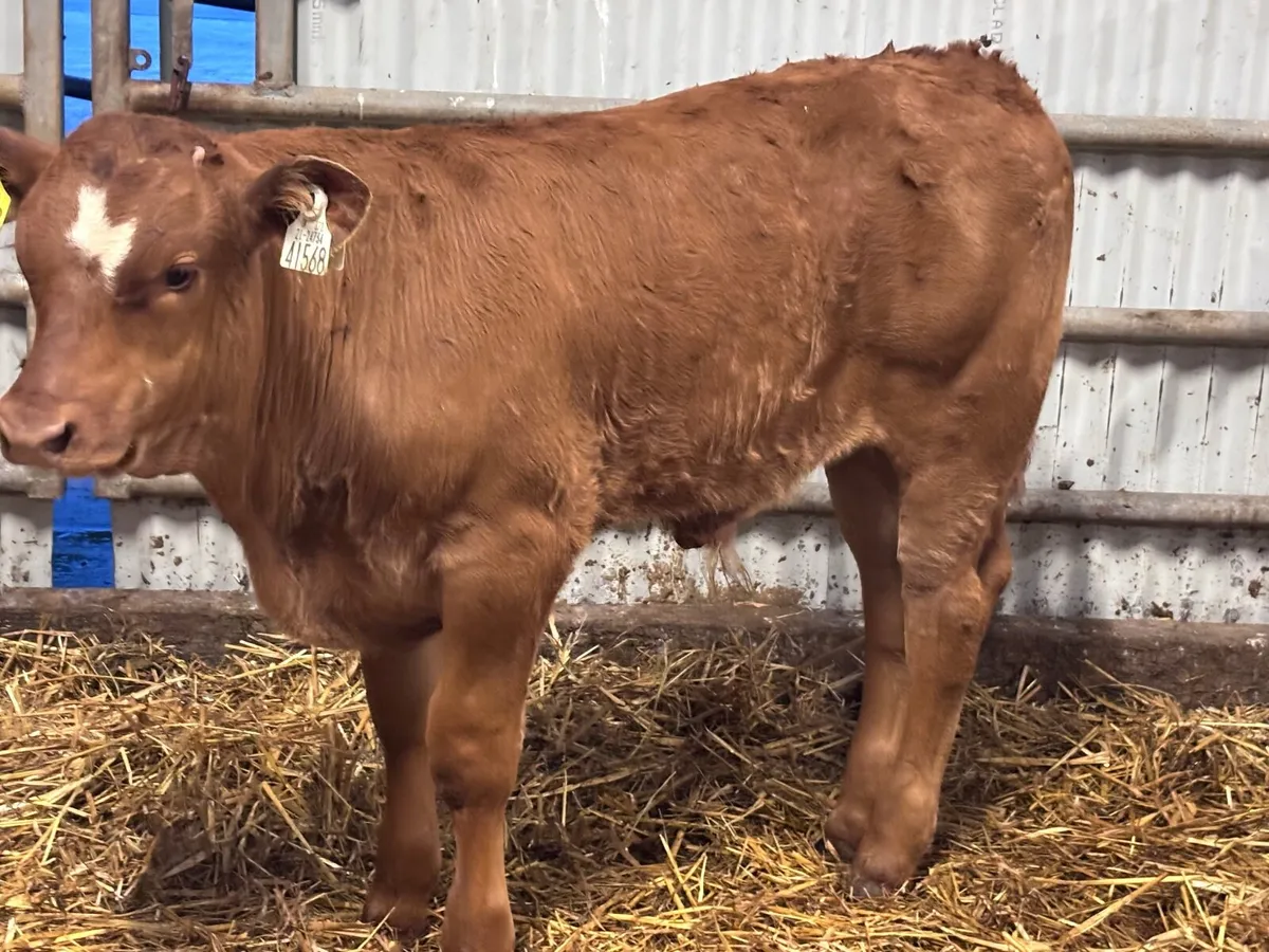Super limision bull Weanling for sale - Image 1