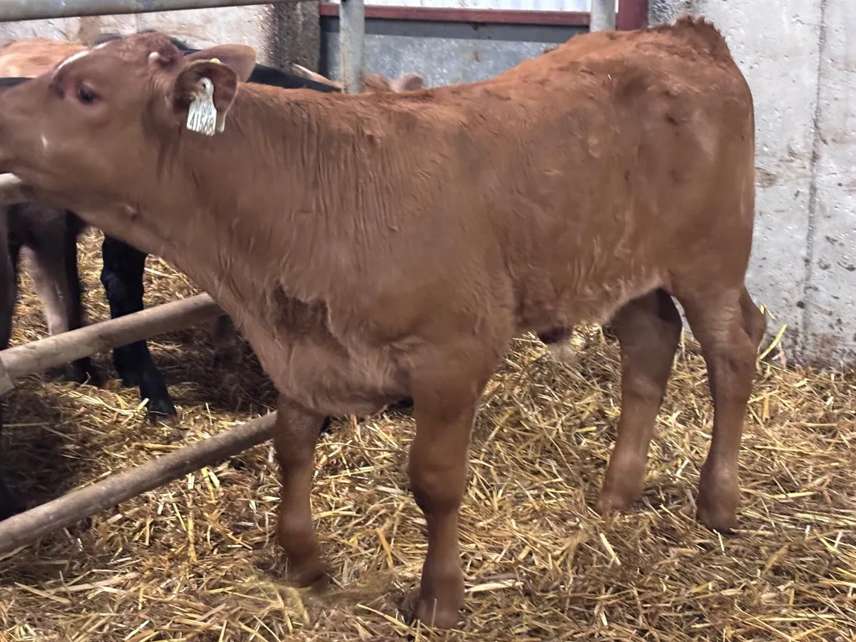 Super limision bull Weanling for sale - Image 4