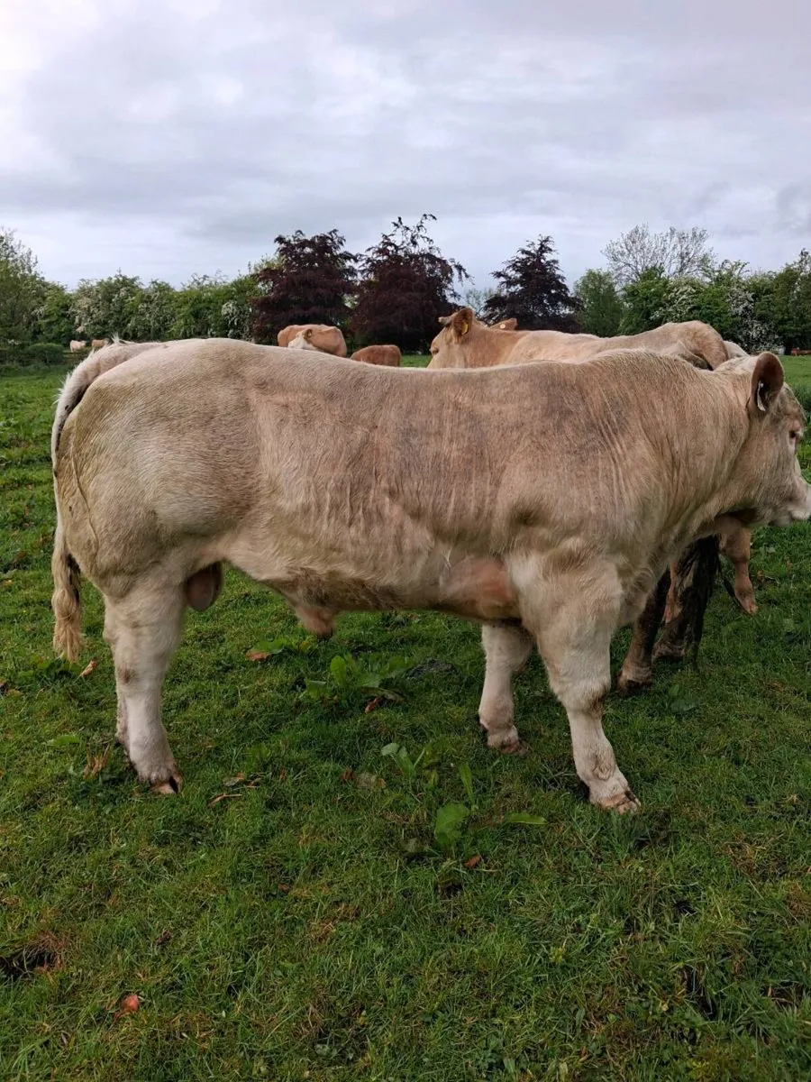 PB Charolais Bull - Image 1