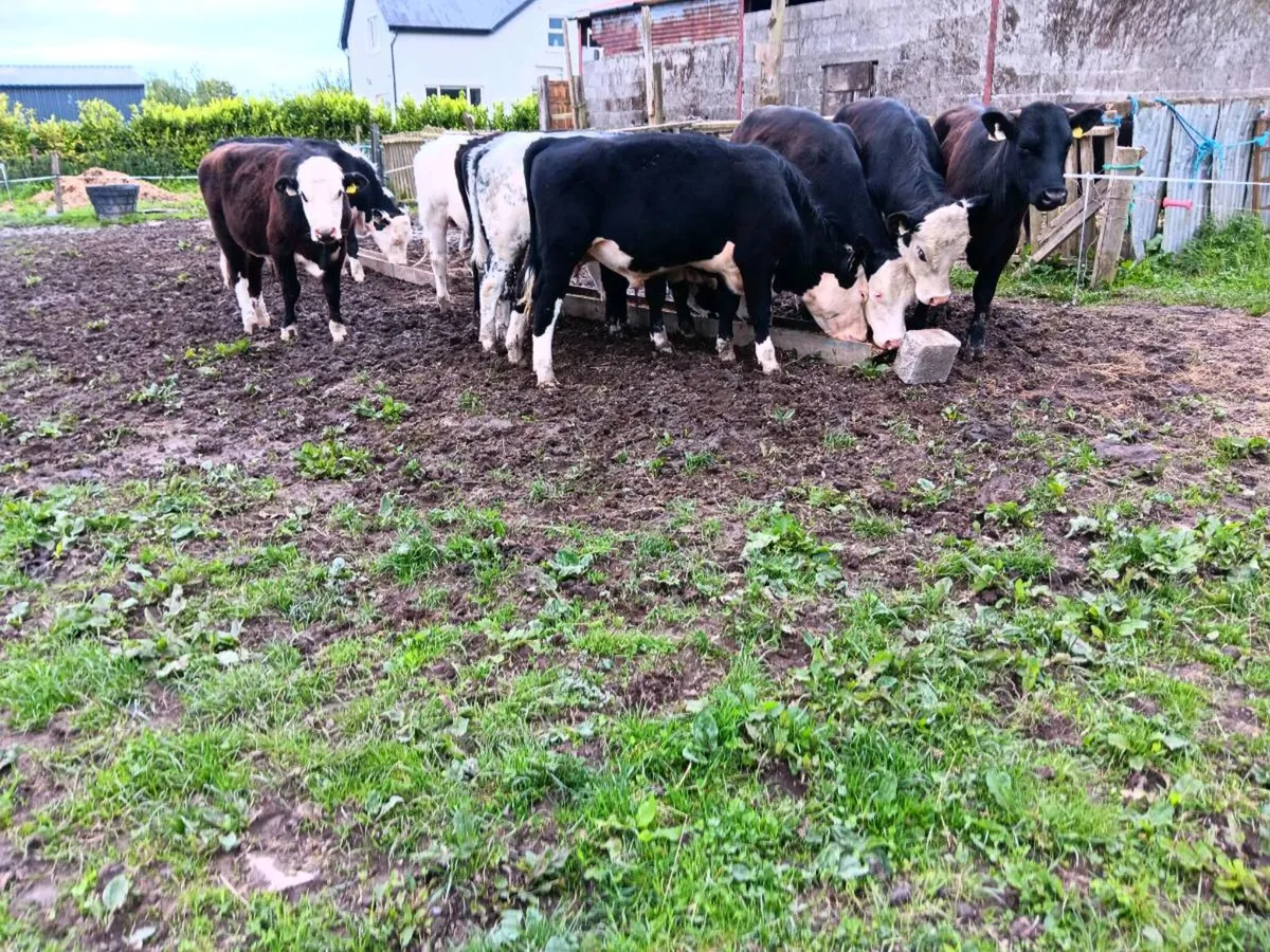 Bullocks - Image 2