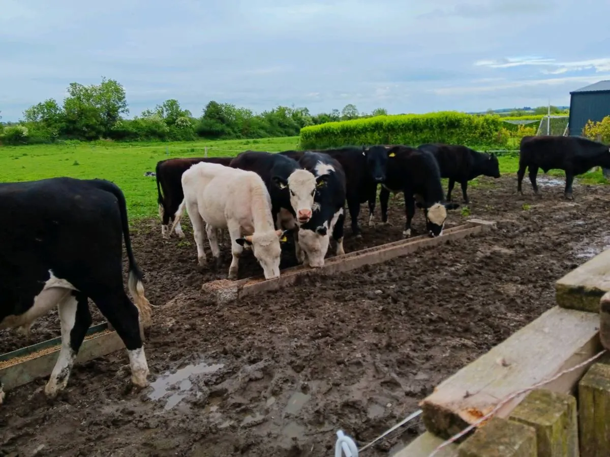 Bullocks - Image 3