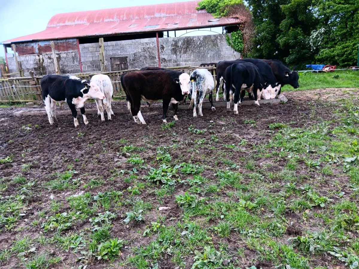 Bullocks - Image 4