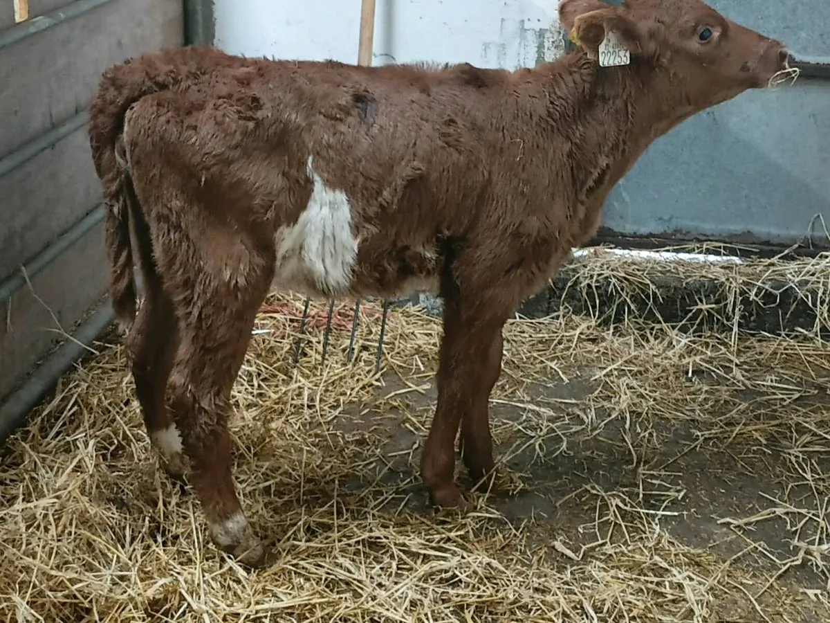 Red Angus Heifer Calf - Image 1