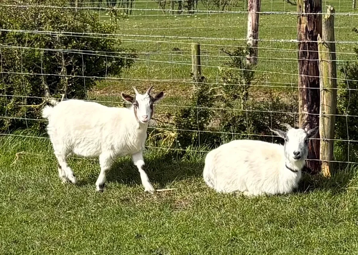 Pair of female Pygmy goats - Image 1