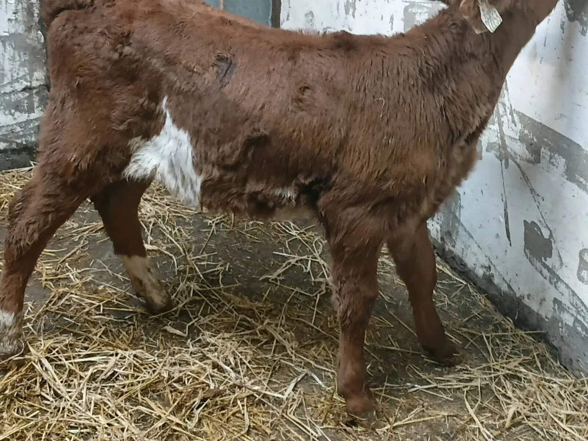 Red Angus Heifer Calf - Image 2