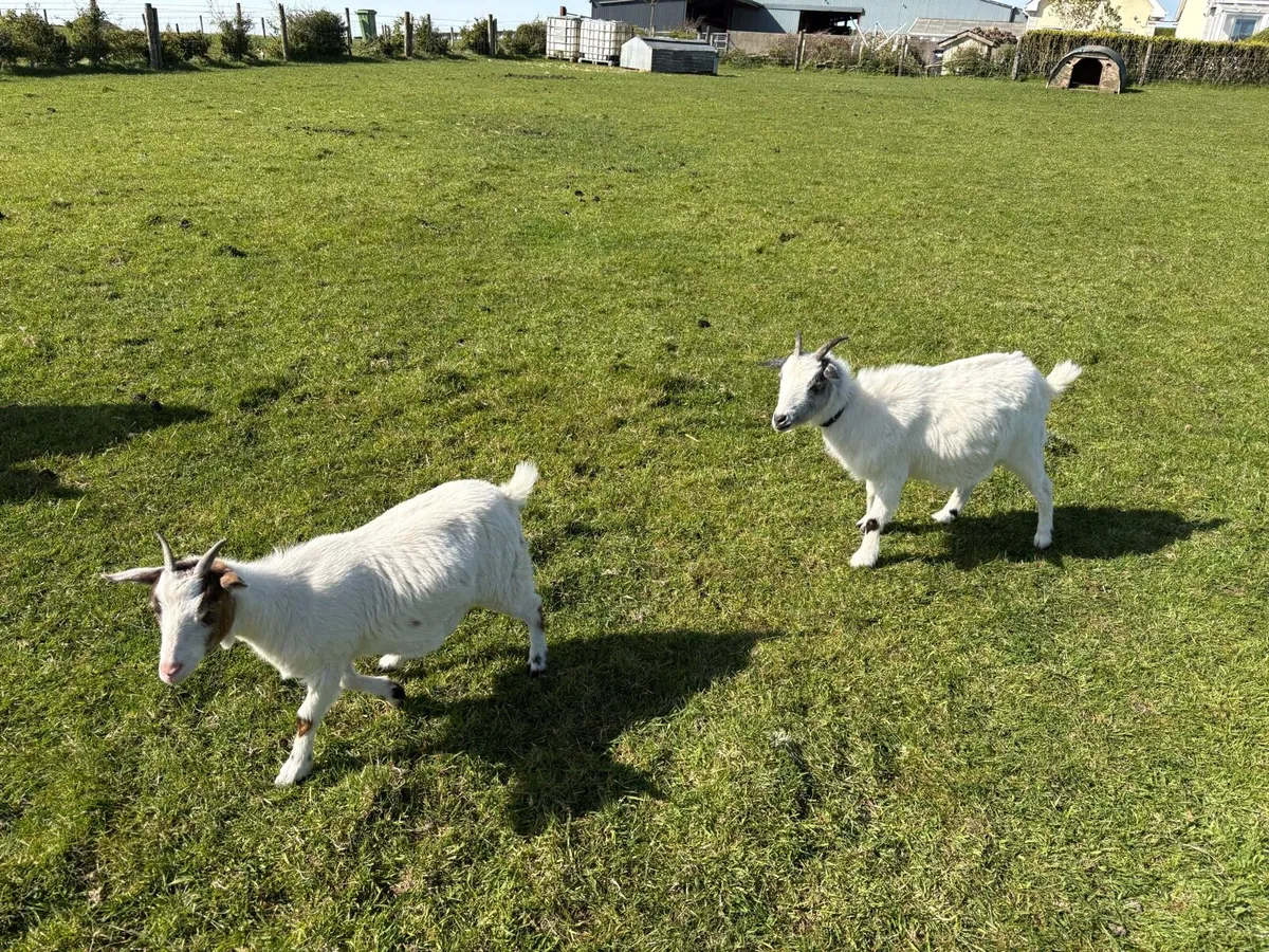 Pair of female Pygmy goats - Image 2