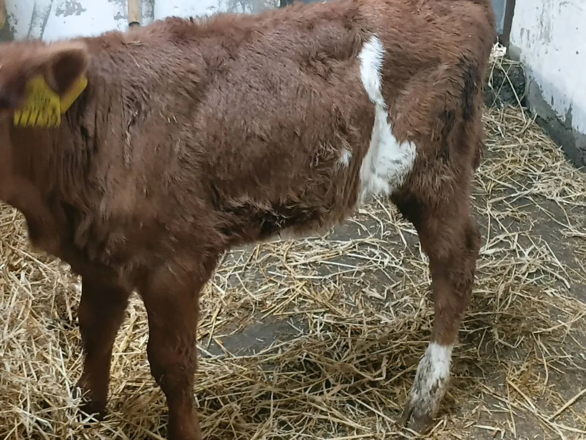 Red Angus Heifer Calf - Image 3