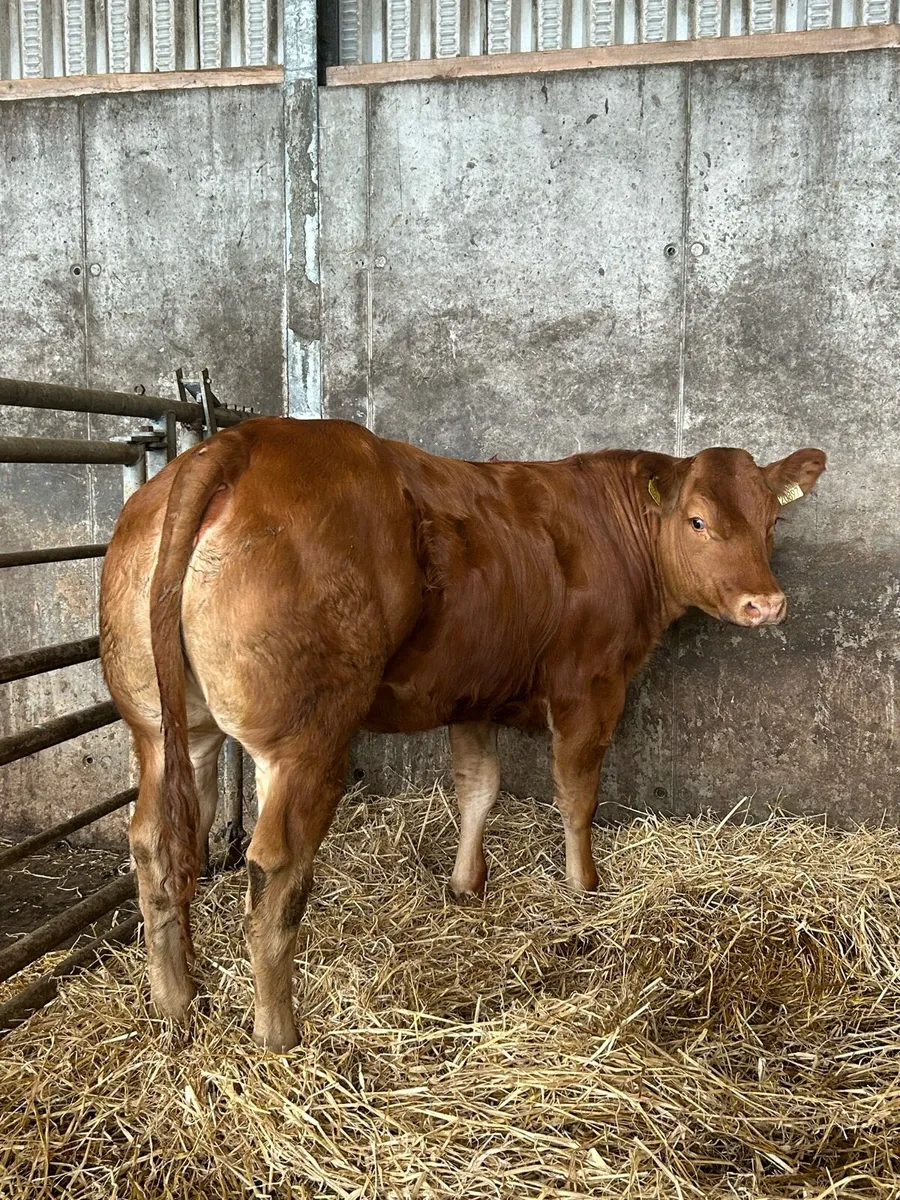 Serious Full Hybrid Blue Heifer - Image 1